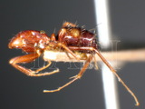 ǦW:Camponotus (Tanaemyrmex) barbatus taylori (Forel, 1892)