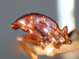 ǦW:Camponotus (Tanaemyrmex) thraso thraso Forel, 1893