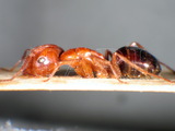 ǦW:Camponotus (Tanaemyrmex) sylvaticus sylvaticus (Olivier, 1792)