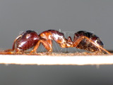 ǦW:Camponotus (Myrmentoma) vitiosus Smith, 1874