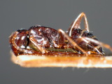 ǦW:Camponotus (Myrmentoma) truebi arnoldi Forel, 1912