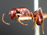 ǦW:Camponotus (Myrmentoma) wroughtonii Forel, 1893