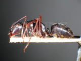 ǦW:Camponotus (Myrmotrema) radiatus Forel, 1892