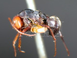 ǦW:Camponotus (Orthonotomyrmex) sericeus sericeus (Fabricius, 1798)