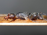 ǦW:Componotus (Orthonotomyrmex) opaciventris Mayr, 1879