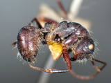 ǦW:Camponotus (Orthonotomyrmex) wasmanni Emery, 1893