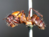 ǦW:Camponotus (Orthonotomyrmex) wasmanni mutilarius Emery, 1893