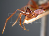 ǦW:Camponotus (Colobopsis) badius badius (Smith, 1857)