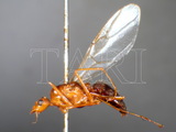 ǦW:Camponotus (Colobopsis) sp.