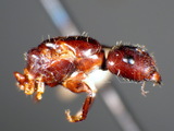 ǦW:Camponotus (Myrmamblys) vitiosus Smith, 1874