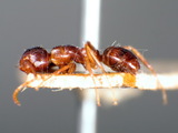 ǦW:Camponotus (Myrmamblys) vitiosus Smith, 1874