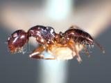 ǦW:Camponotus (Myrmamblys) varians Smith, 1874