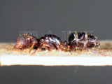 ǦW:Camponotus reticulatus yerburyi Forel, 1893