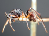 ǦW:Polyrhachis (Campomyrma) halidayi Emery, 1889