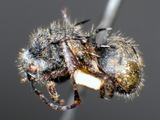 ǦW:Polyrhachis (Chariomyrma) arcuata (Le Guillou, 1842)