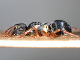 ǦW:Polyrhachis (Chariomyrma) marginata Smith, 1859