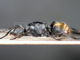 ǦW:Polyrhachis (Hagiomyrma) thusnelda Forel, 1902