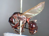 ǦW:Polyrhachis (Polyrhachis) lamellidens Smith, 1874