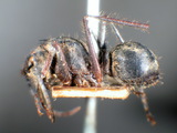 ǦW:Polyrhachis (Myrma) sculpturatus sculpturatus Smith, 1860