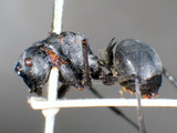 ǦW:Polyrhachis (Myrma) illaudata intermedia Forel, 1886