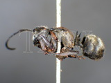 ǦW:Polyrhachis (Myrma) illaudatus illaudatus Walker, 1859