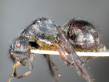 ǦW:Polyrhachis (Myrma) nigropilosa nigropilosa Mayr, 1872