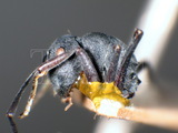 ǦW:Polyrhachis (Myrma) punctillata Roger, 1863