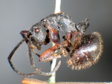 ǦW:Polyrhachis (Myrma) relucens relucens (Latreille, 1802)