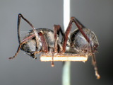 ǦW:Polyrhachis (Myrma) striata Mayr, 1862