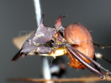 ǦW:Polyrhachis (Myrmhopla) abdominalis Smith, 1858