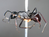 ǦW:Polyrhachis (Myrmhopla) arachne Emery, 1896