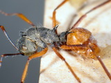 ǦW:Polyrhachis (Myrmhopla) bicolor bicolor Smith, 1858