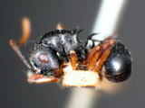 ǦW:Polyrhachis (Myrmhopla) hippomanes ceylonensis Emery, 1893