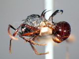 ǦW:Polyrhachis (Myrmhopla) furcata Smith, 1858