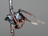 ǦW:Polyrhachis (Myrmhopla) moesta Emery, 1887