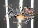 ǦW:Polyrhachis (Myrmhopla) hodgsoni Forel, 1902