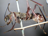 ǦW:Polyrhachis (Myrmhopla) sexspinosa (Latreille, 1802)