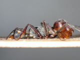 ǦW:Polyrhachis (Myrmhopla) longipes Smith, 1958