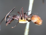 ǦW:Polyrhachis (Myrmhopla) mutata Smith, 1858