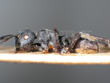 ǦW:Polyrhachis (Myrmhopla) lacteipennis lacteipennis Mayr, 1858