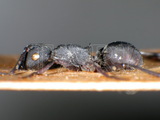 ǦW:Polyrhachis (Myrmhopla) thompsoni Bingham, 1903