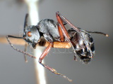 ǦW:Polyrhachis (Myrmhopla) tibialis tibialis Smith, 1858