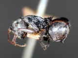 ǦW:Polyrhachis (Myrma) pubescens pubescens Mayr, 1879