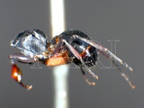 ǦW:Polyrhachis (Hemioptica) scissa (Roger, 1862)