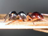 ǦW:Polyrhachis (Cyrtomyrma) laevissima laevissima Smith, 1858