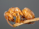 ǦW:Lasius (Chthonolasius) bicornis (Foerster, 1850)