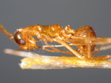 ǦW:Anoplolepis gracilipes (Smith, 1857)