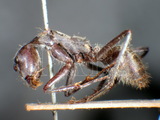學名:Camponotus (Myrmosaulus) camelinus (Smith, 1857)