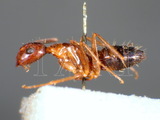 ǦW:Camponotus (Tanaemyrmex) sylvaticus basalis Smith, 1878