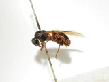 ǦW:Camponotus (Tanaemyrmex) festinus festinus (Smith, 1857)